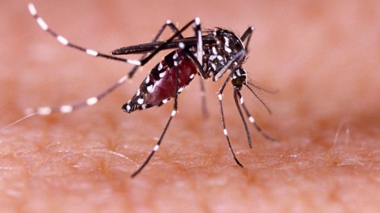 Mosquito tigre