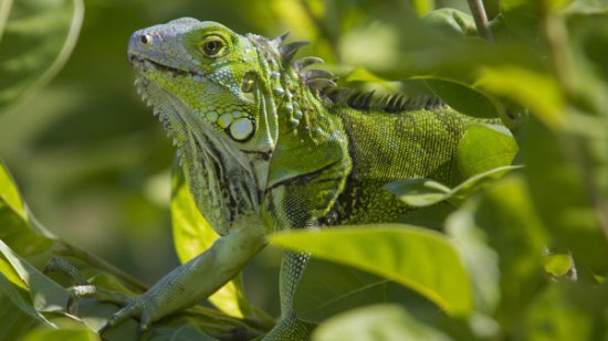 Las iguanas verdes respiran como las aves
