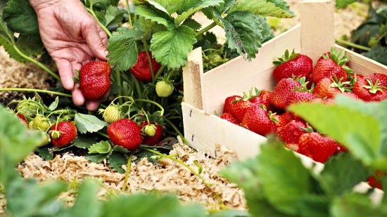 fresas