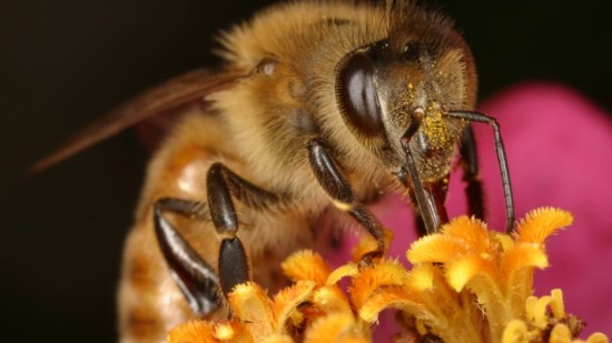 abejas-asesinas