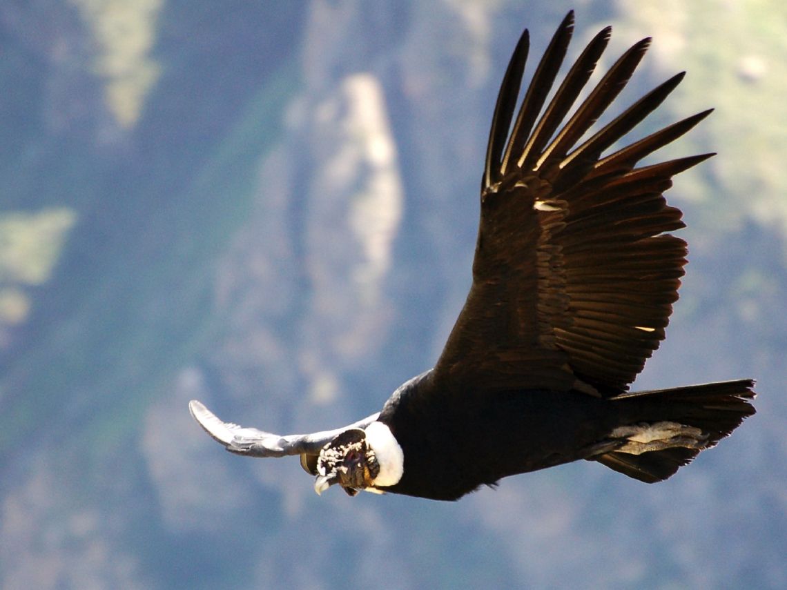Cóndor de los Andes volando