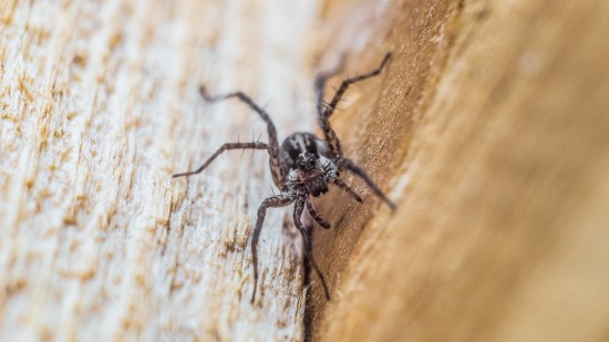 araña reclusa