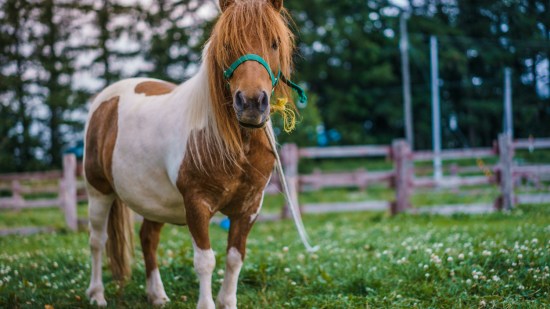 poni en un establo