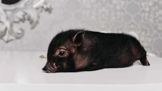 cerdito en una casa
