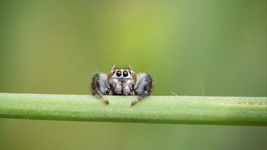 araña saltadora