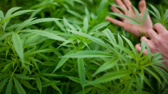 marihuana