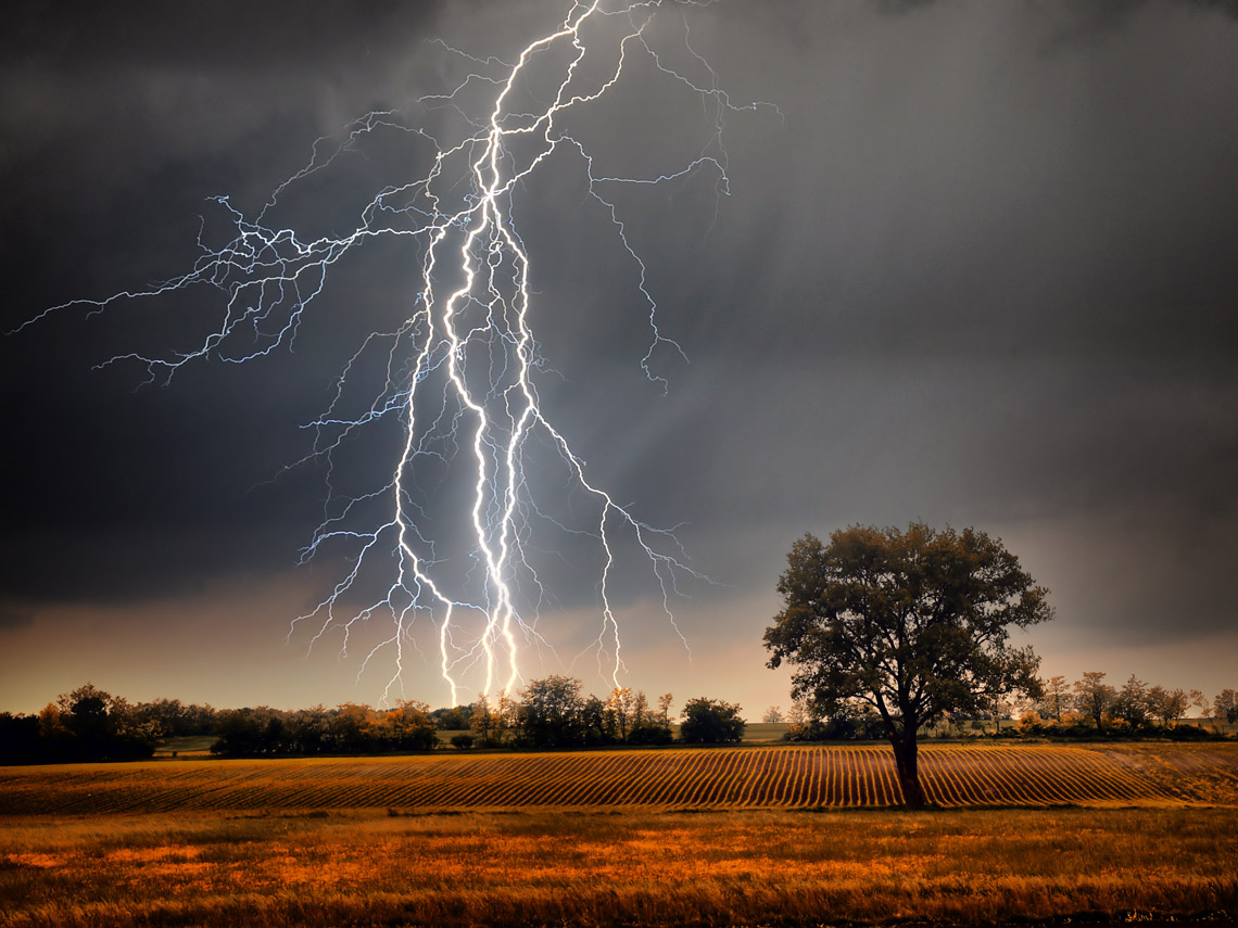 Tormenta y árbol