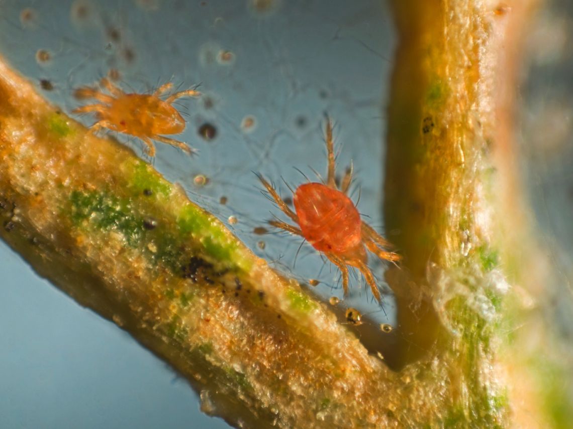Araña roja