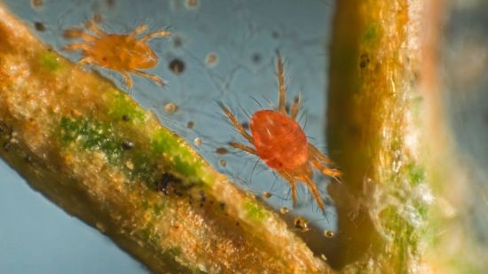 Araña roja