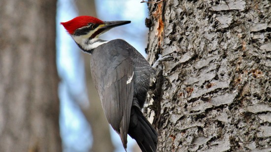 Pájaro carpintero