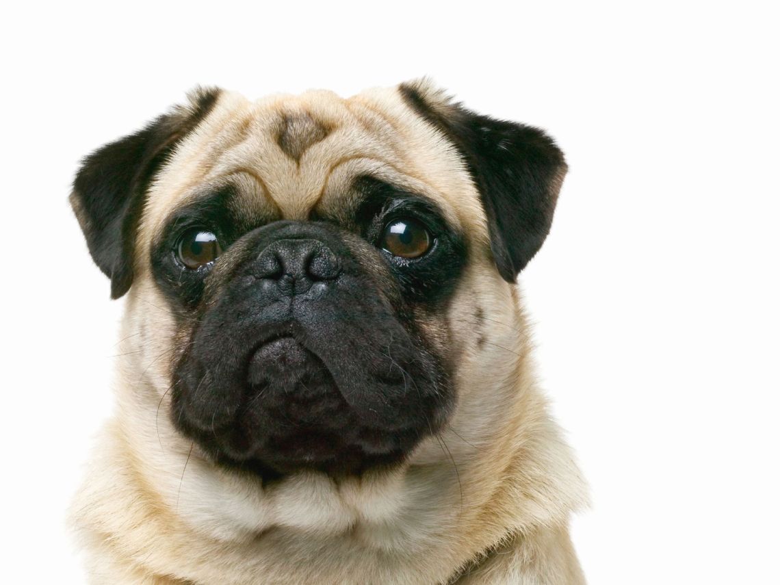 Carlino (Pug)