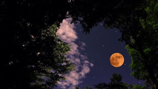 Luna brillando sobre el bosque