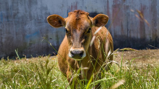 vacas