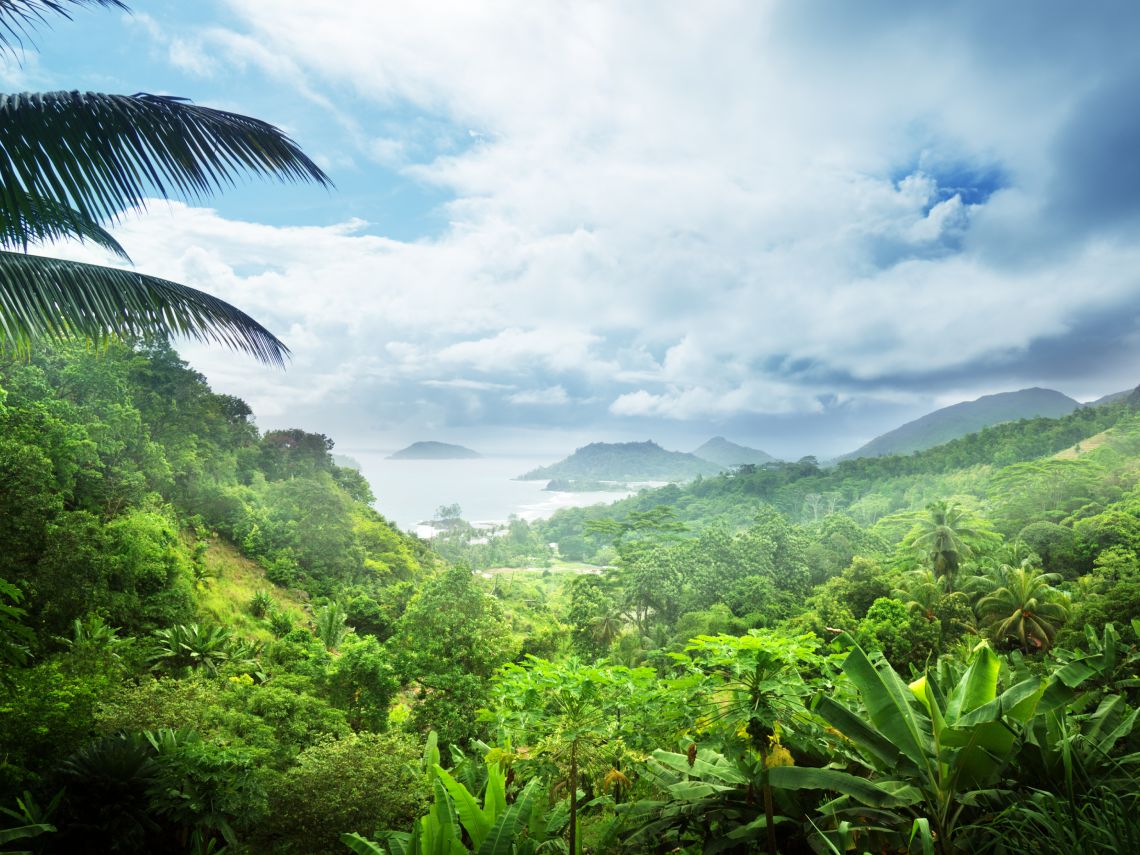 Selva tropical