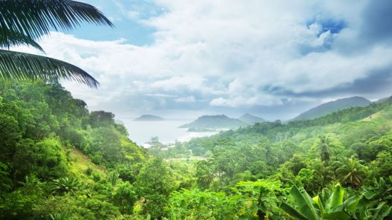 Selva tropical