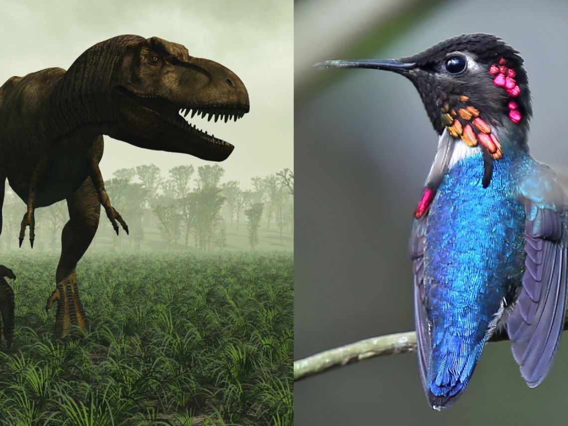 Foto doble. Tiranosaurio y colibrí.