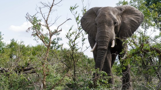 Elefante