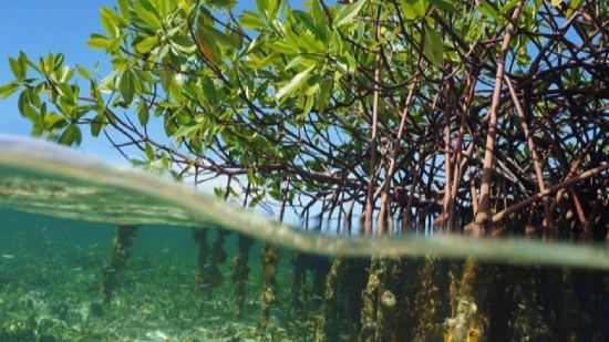 Manglar en Panamá