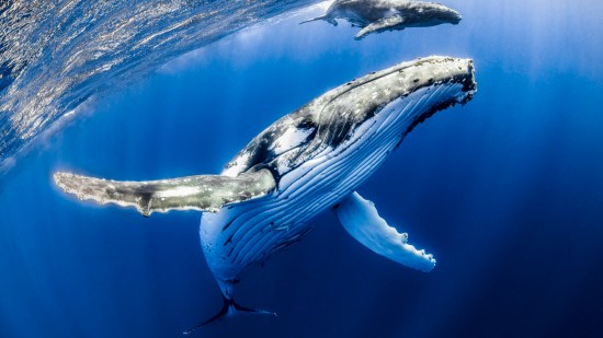 ballena en el mar
