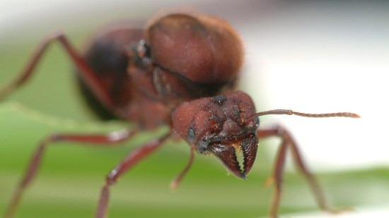 hormiga