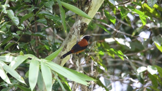 pajaros-venenosos