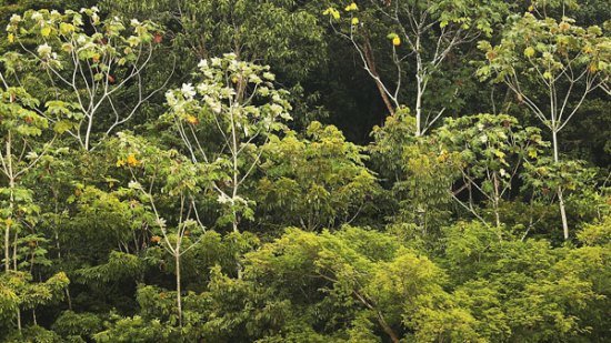 Selva tropical