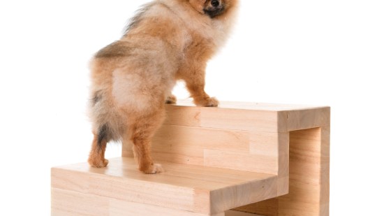 escalera perro