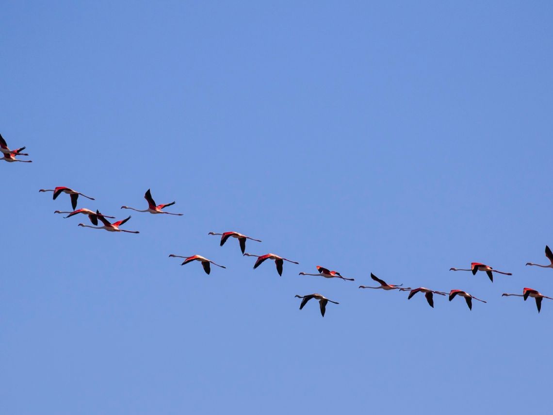Flamencos migrando
