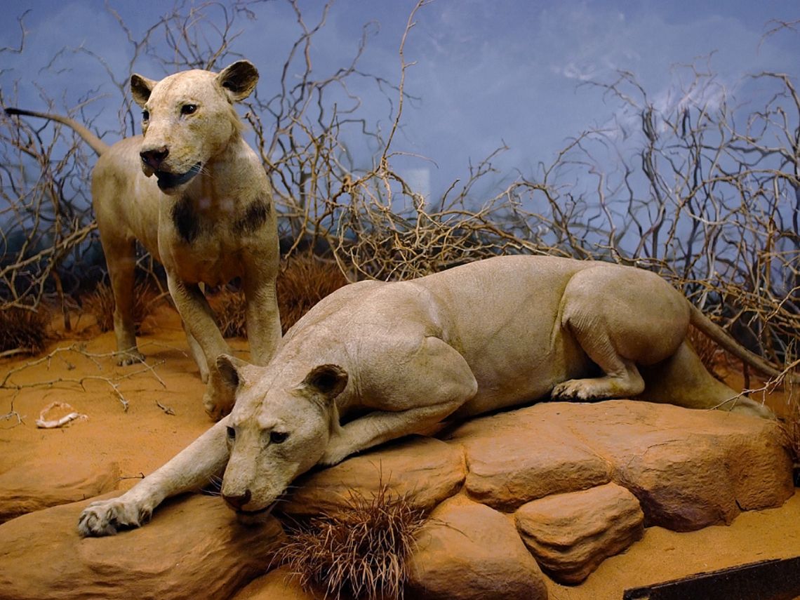 Leones de Tsavo disecados. Leones sin melena