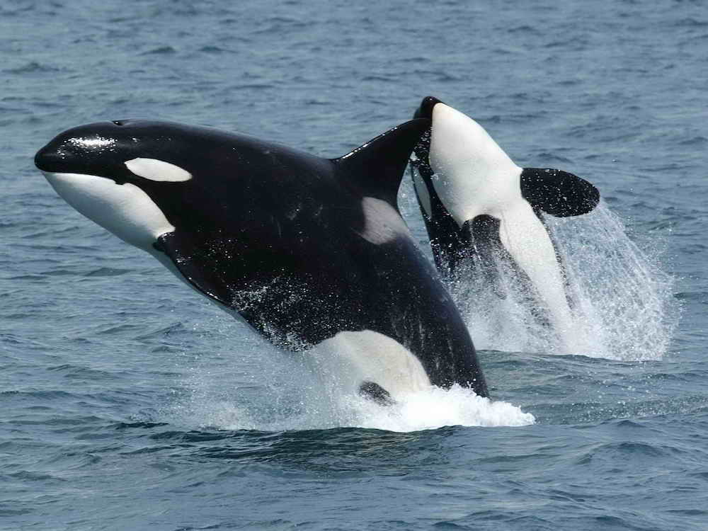 Embarazos animales sorprendentes: Orcas