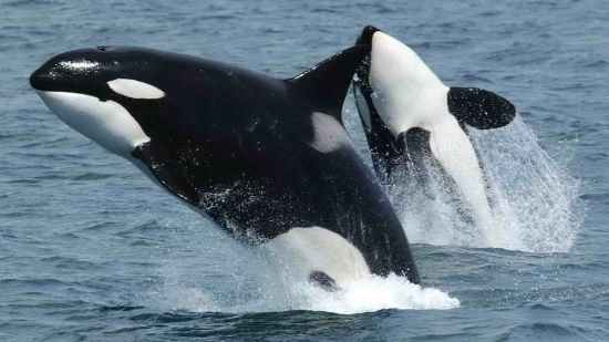 orcas