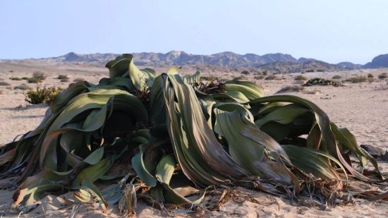 Welwitschia mirabillis de Namibia