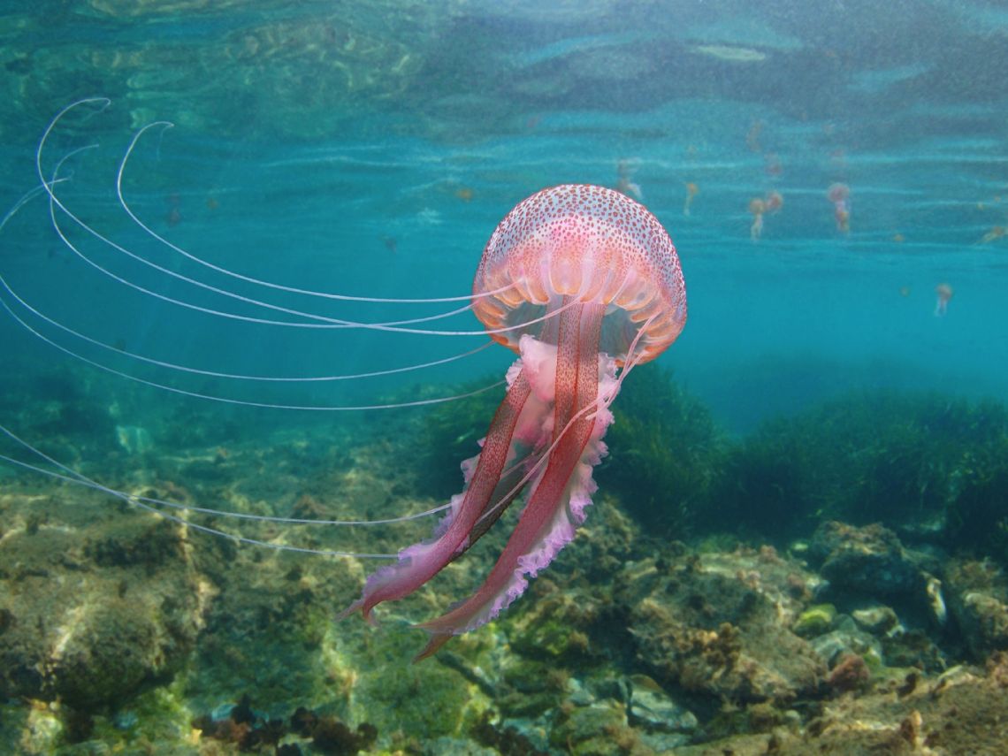 Pelagia noctiluca, la medusa veraniega del Mediterráneo