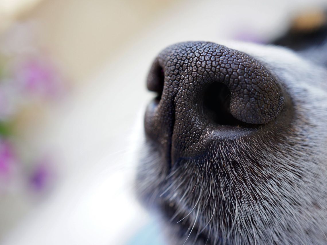 Primer plano de una trufa de un perro