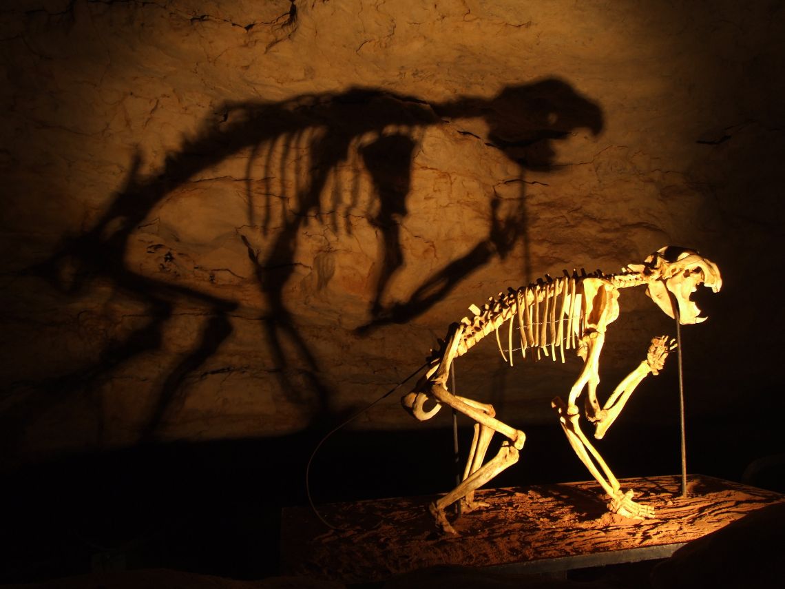 Reconstrucción del Thylacoleo, el león marsupial de Australia
