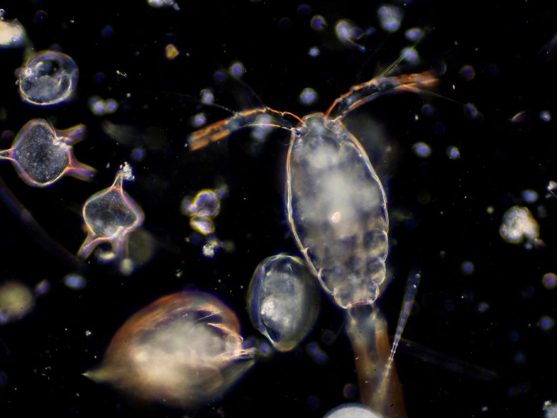 Copepodo y plancton