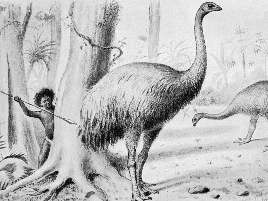 Dibujo. Moa gigante