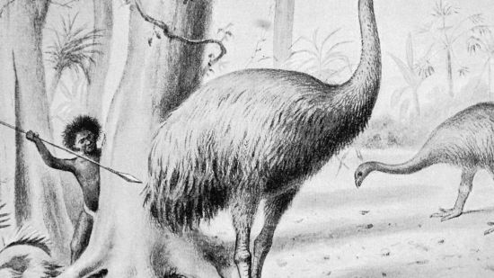 Dibujo. Moa gigante