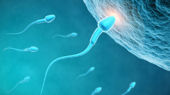 Los espermatozoides que salen primero son más eficaces para concebir