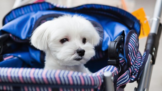 cochecito para perros