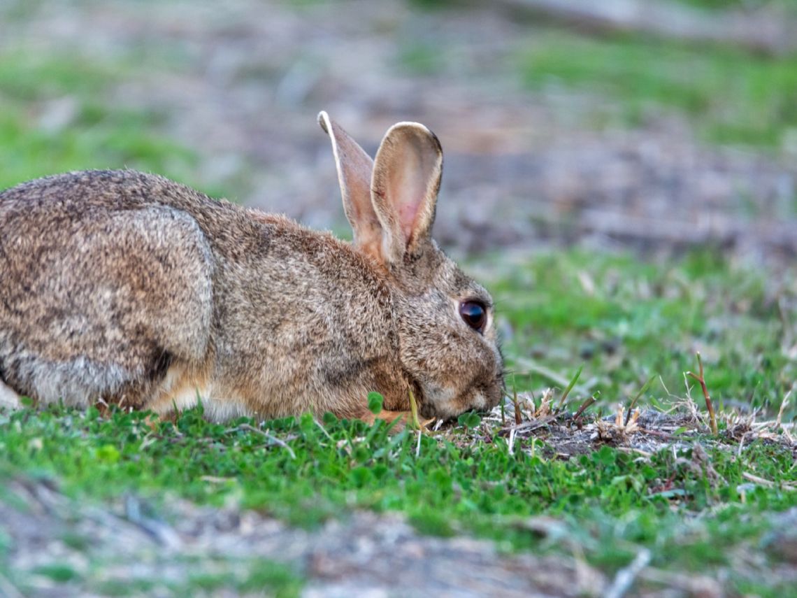 Conejo silvestre
