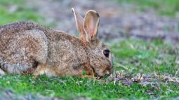 Conejo silvestre