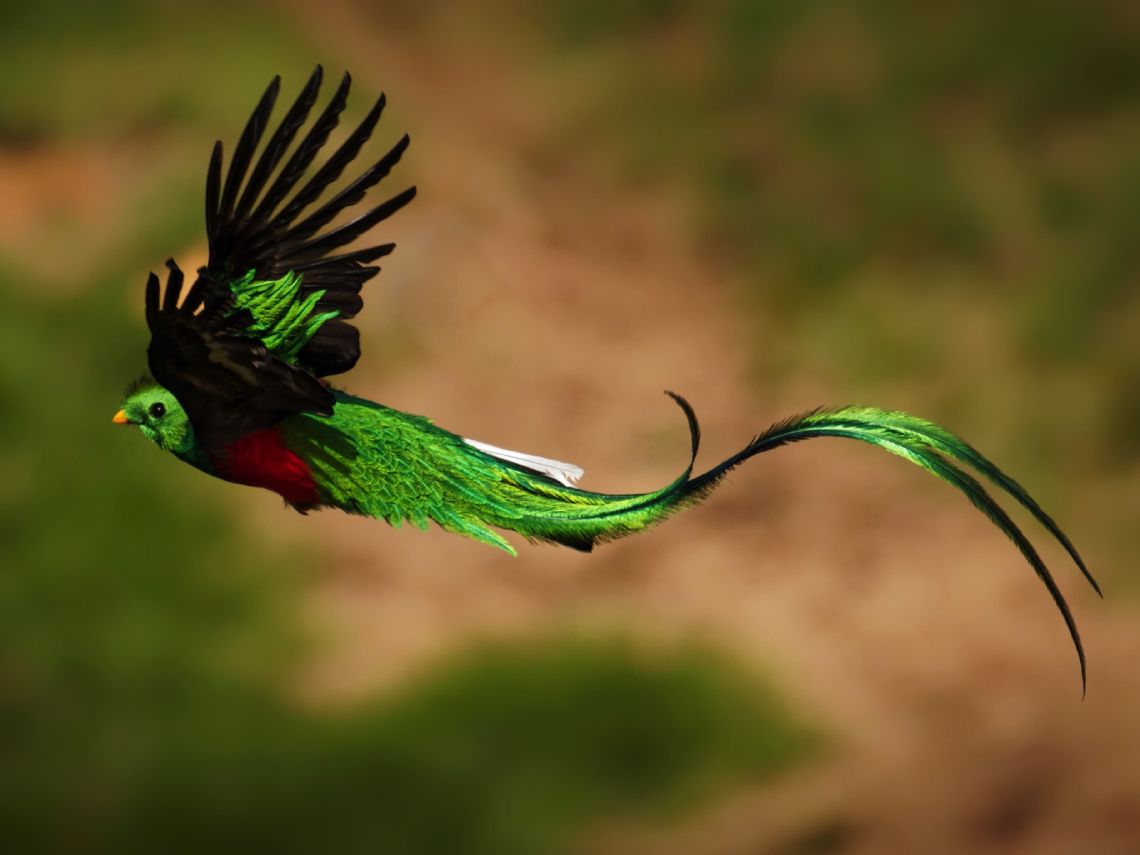 Quetzal volando