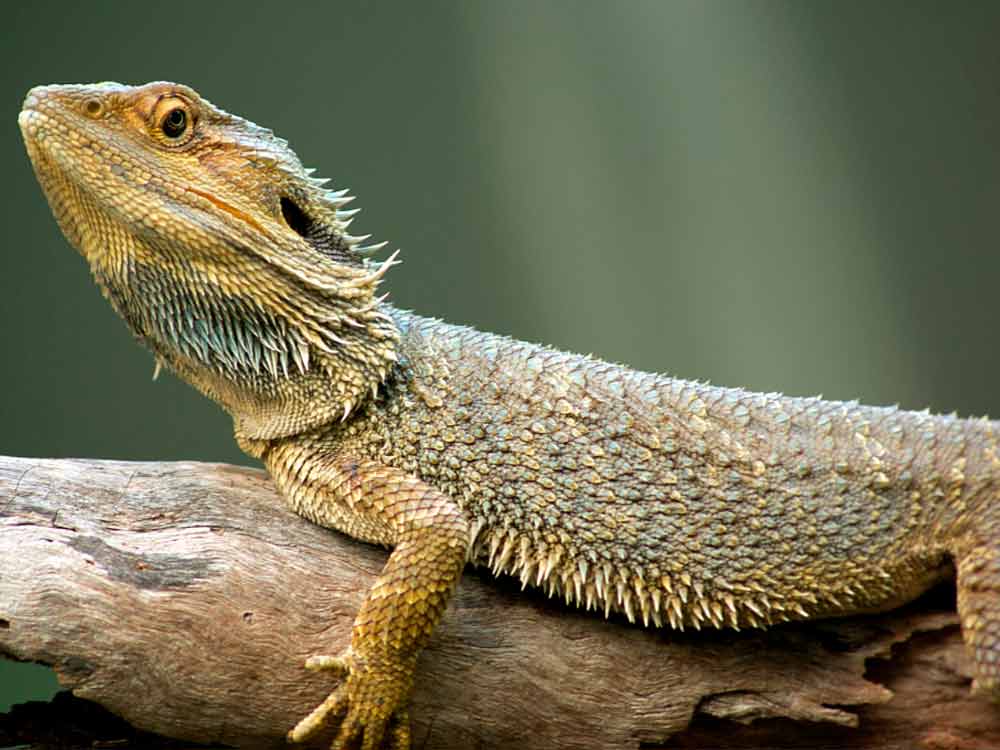 dragones barbudos