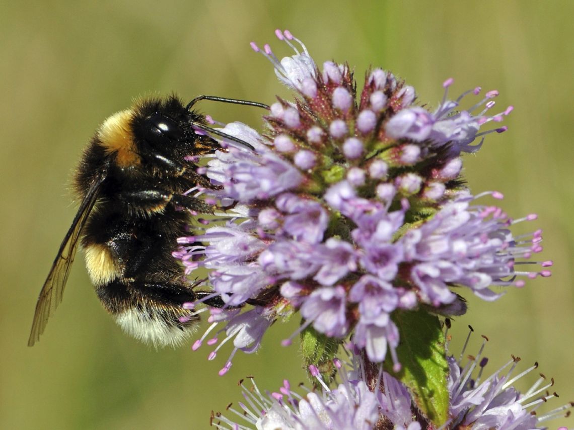 Abeja silvestre