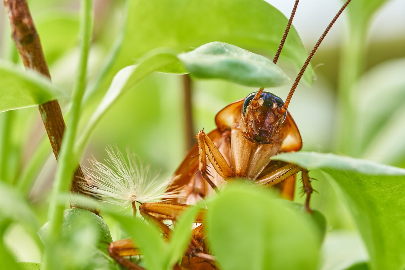 cucaracha