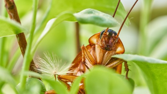 cucaracha