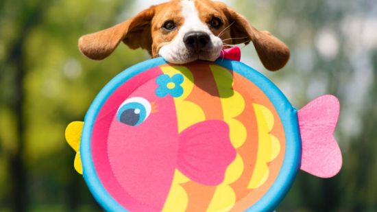 Perro juguetón