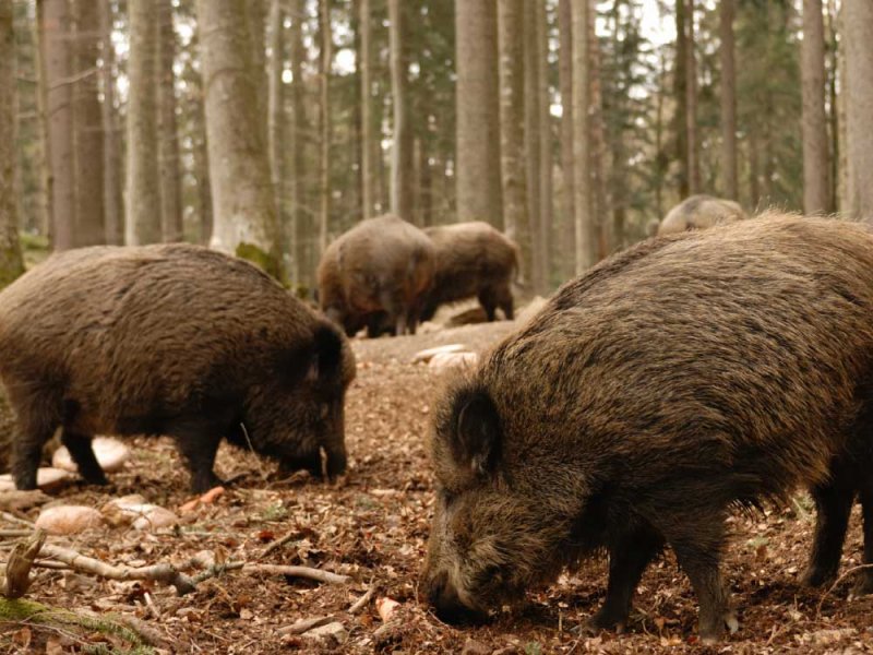 Jabalíes
