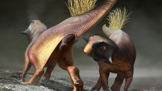 cloaca